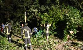 Cadono due querce nel cuore della notte: vigili del fuoco al lavoro per quattro ore