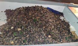 Sequestrate 650 kg di cozze dalla Guardia di finanza