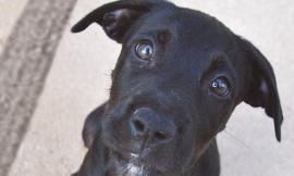Anas e LNDC, al via la campagna contro l'abbandono degli animali domestici in strada