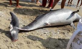Delfino spiaggiato rinvenuto stamattina a Porto Potenza