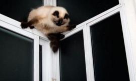 L'accusa ai vicini: "Hanno rapito il nostro gatto per cucinarlo"