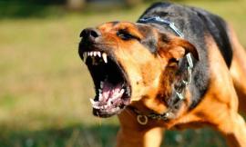 Scaccia il cane in malo modo e rimedia coltellate al volto dal padrone