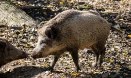 Investe un cinghiale e distrugge l'auto, ma l'animale riesce a scappare