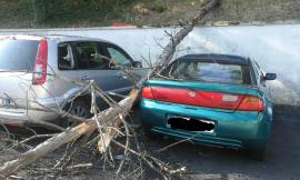 Macerata: pianta si sradica e danneggia due auto (FOTO)