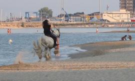 In spiaggia come all'ippodromo: cavalli al galoppo tra i bagnanti a Civitanova (Video)