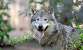 Giunta Marche, 3 milioni di euro per contenere i danni causati dai lupi al patrimonio zootecnico