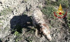 Rimane imprigionato nella melma, cane salvato dai vigili del fuoco