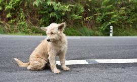 Montecosaro, litigano per un cane, subisce un incidente e finisce all'ospedale