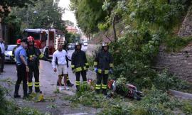 Tolentino, cade un ramo e centra un passante