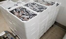 Operazione Know Fish: la Guardia Costiera sequestra 360 kg di alici e 40 di lumache