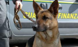 Corridonia, controlli antidroga all'Ipsia Corridoni: i cani della GdF nelle aule