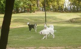 Civitanova, ennesimo morso da cani incustoditi: situazione fuori controllo a Fontespina
