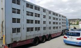 Civitanova: 350 pecore dalla Romania bloccate al casello dell'autostrada