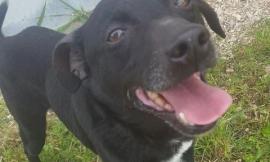 Macerata, Argo: "Ecco la proposta per il nuovo regolamento per il benessere degli animali che vivono in città"