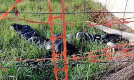 Montecosaro in apprensione nel pomeriggio di ieri per uno strano ritrovamento