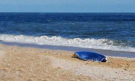 Dramma a Porto Sant'Elpidio, il 46enne Davide Angelini trovato morto in spiaggia