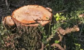 Tolentino, abbattuti alberi pericolosi