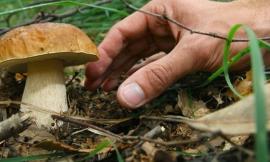 Conoscere i funghi, corso a Camporotondo