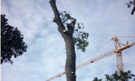 Recanati, Tutela Flora: "Taglio alberi non autorizzato"