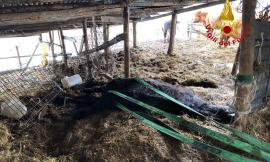 Camerino, cavallo rimane incastrato in una stalla: intervengono i Vigili del Fuoco