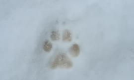 Camerino, la neve rivela l'impronta di un lupo vicino alla Sorgente di Figareto (FOTO)