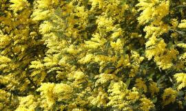 "Fare acquisti stando attenti alle speculazioni": la Cia sulle mimose, simbolo della Festa della Donna