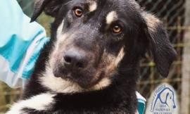 Cane smarrito a Macerata: i proprietari chiedono aiuto per ritrovare Siska