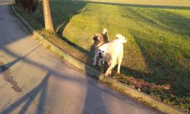 Civitanova, cani da pastore aggressivi sulla ciclabile: segnalati diversi casi