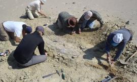 Scoperto il primo archeoceto che raggiunse il Pacifico: nel team studiosi Unicam