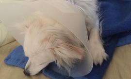 Recanati, cittadino aggredito da due Pit Bull: ferito il cane di famiglia