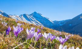 La splendida fioritura dei Crochi dei Sibillini - FOTO di Simone Gatto