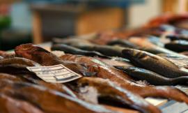 Civitanova, sequestrati 253 chili di pesce: multa di oltre 11mila euro