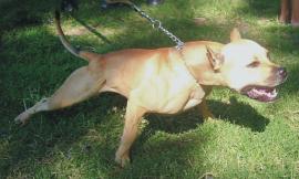Civitanova, uccise un cane tre mesi fa: pitbull al centro commerciale senza museruola