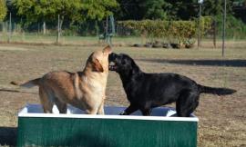 Cimiteri per animali di affezione nelle Marche: via libera alla legge
