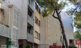 Tolentino, abbattuto un pino in viale Benadduci