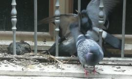 Macerata, battaglia tra piccioni: assalto al nido di un pulcino (VIDEO)