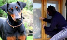 Catena di furti nella campagne: i cani sventano un colpo, alta l'allerta