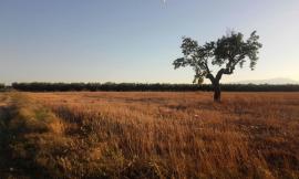 Tolentino, incontro sul tema "I vantaggi della biodiversità nei campi e nel verde urbano"