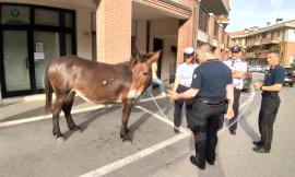 San Severino, mulo a spasso per le vie della cittadina: la Polizia Locale lo recupera