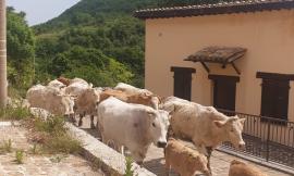 La transumanza con le mucche da Monte Cavallo all'Oasi di Monte Fiatone (FOTO E VIDEO)