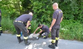 Montecassiano, salvo il cagnolino scampato all'incidente