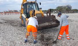 Civitanova, l'Assessore Cognigni replica all'iniziativa "Ripuliamo l'Adriatico"
