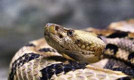Mistero in autostrada, rinvenuta una teca  vuota: scattano le ricerche del serpente