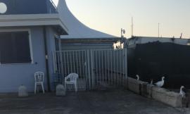 Civitanova, smantellata la pescheria abusiva (FOTO)