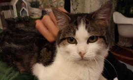 Gattina smarrita a Macerata: i proprietari chiedono aiuto per ritrovare Iris