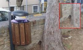 Recanati, Simonacci e il ratto fotografato al Parco dei Torrioni: "Disagio e degrado diffusi"