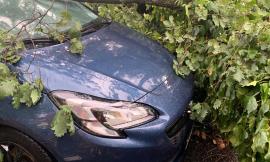 Quercia cade sopra a una vettura, miracolato il conducente (FOTO)