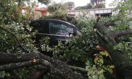 Porto Recanati, auto seppellita dai rami: conducente miracolosamente illeso (FOTO)