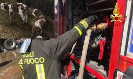 San Severino, vasto incendio in una stalla di vitelli dell'azienda agricola Coronati