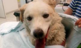 Raissa ha una frattura: aperta una raccolta fondi per il suo intervento veterinario
